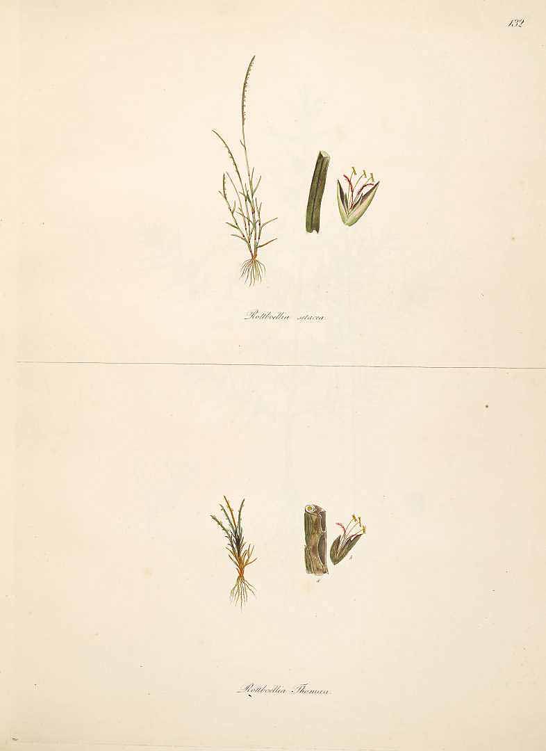 no HD illustration available (m5)