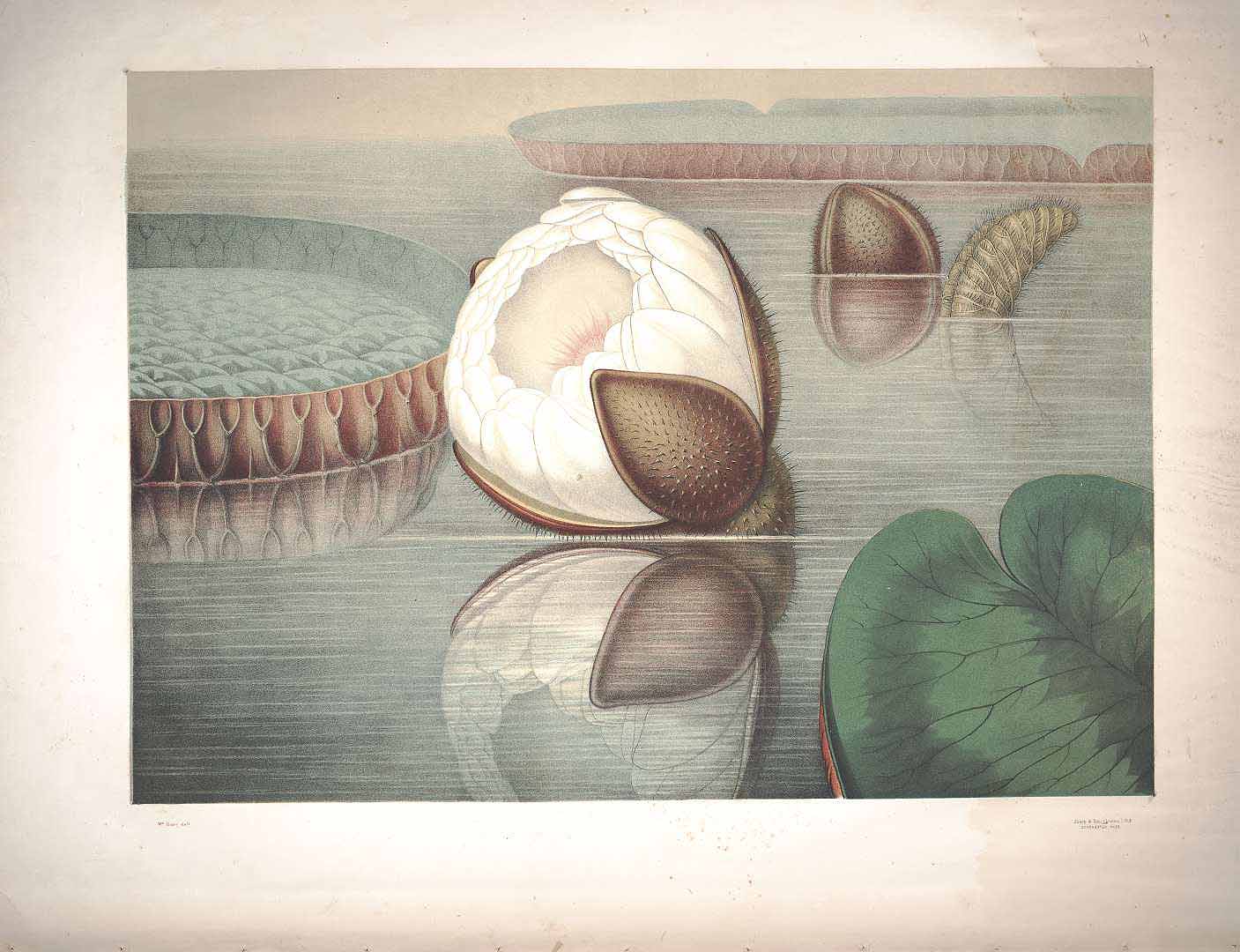 no HD illustration available (m5)