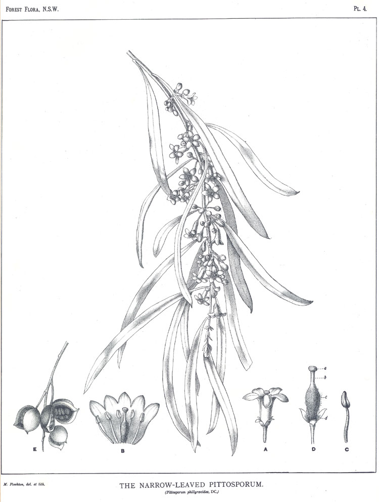 no HD illustration available (m5)