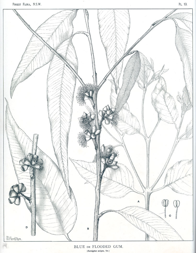 no HD illustration available (m5)