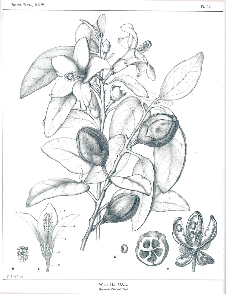 no HD illustration available (m5)