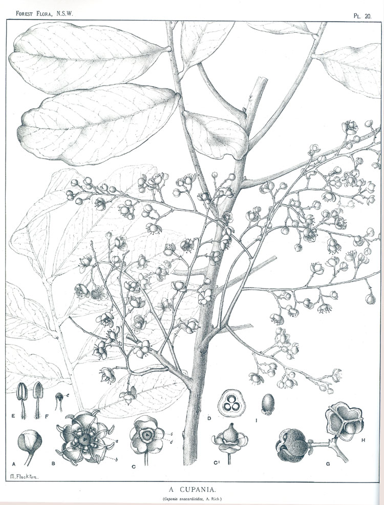 no HD illustration available (m5)