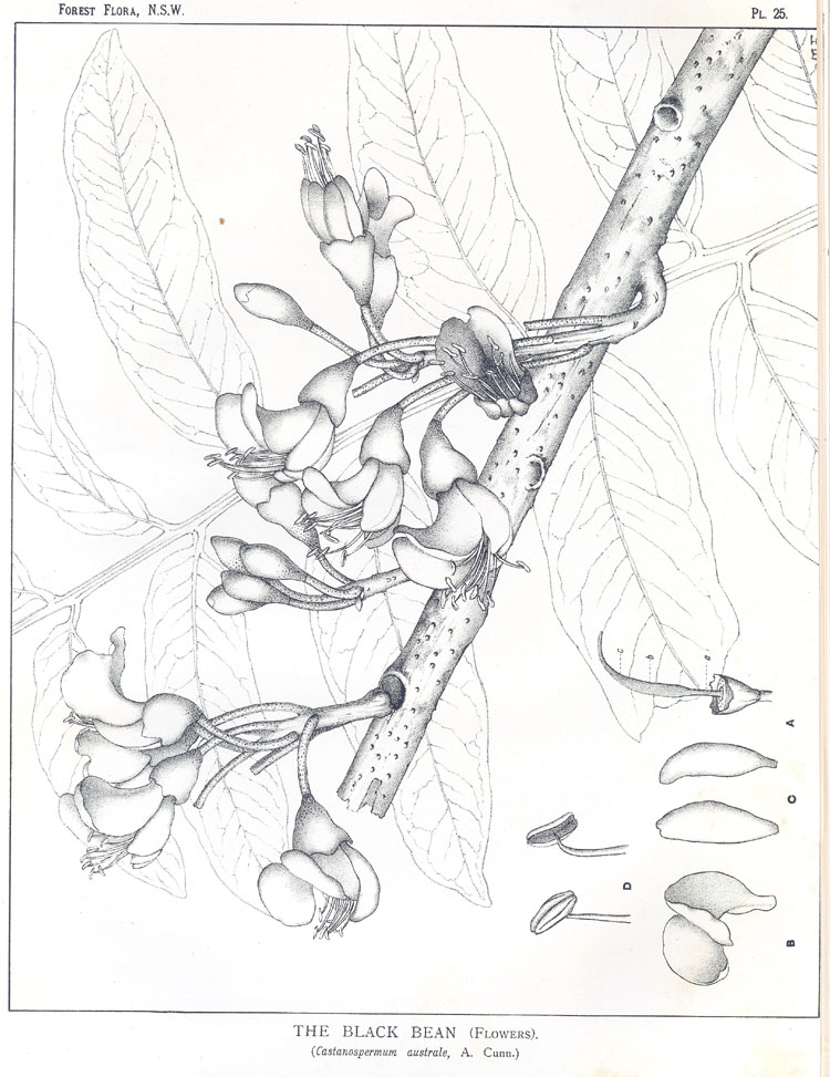 no HD illustration available (m5)