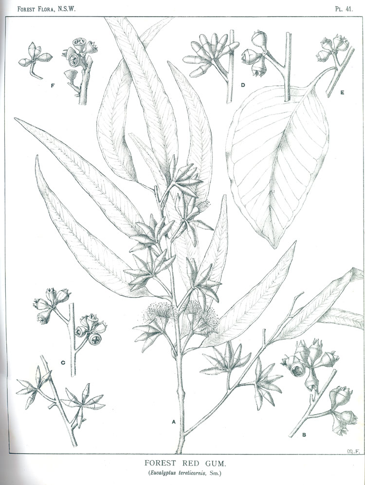 no HD illustration available (m5)