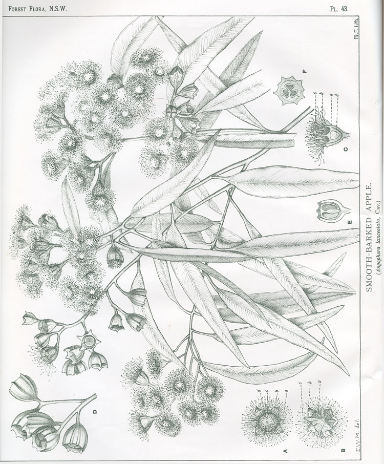 no HD illustration available (m5)