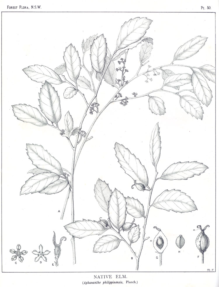 no HD illustration available (m5)
