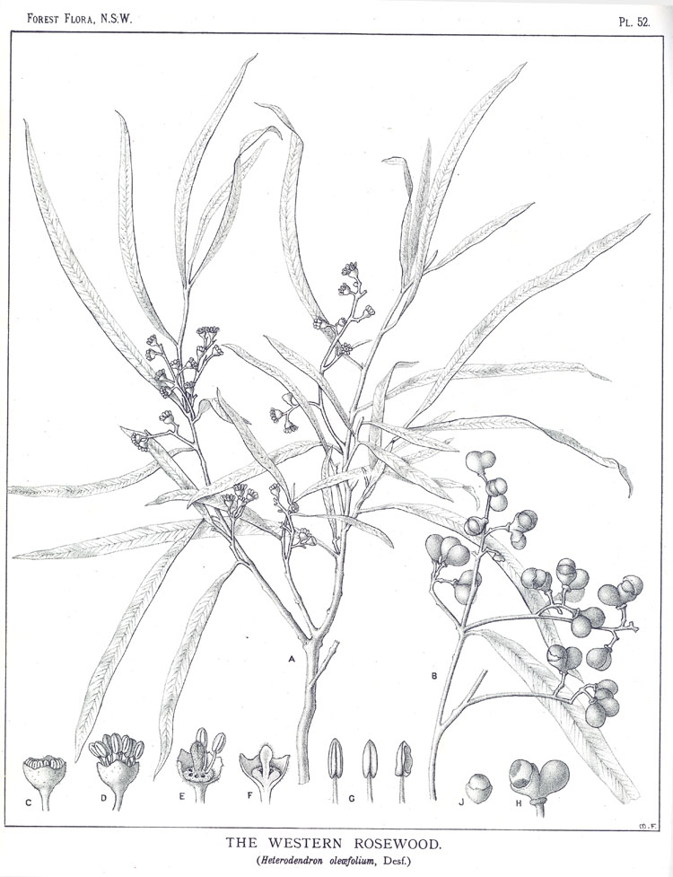 no HD illustration available (m5)