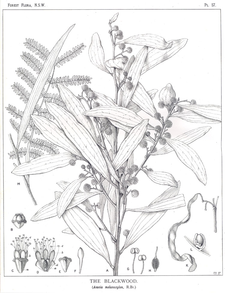 no HD illustration available (m5)
