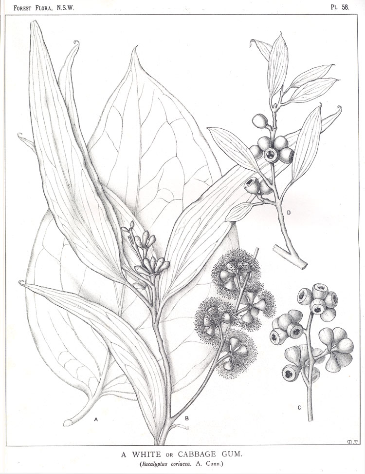 no HD illustration available (m5)
