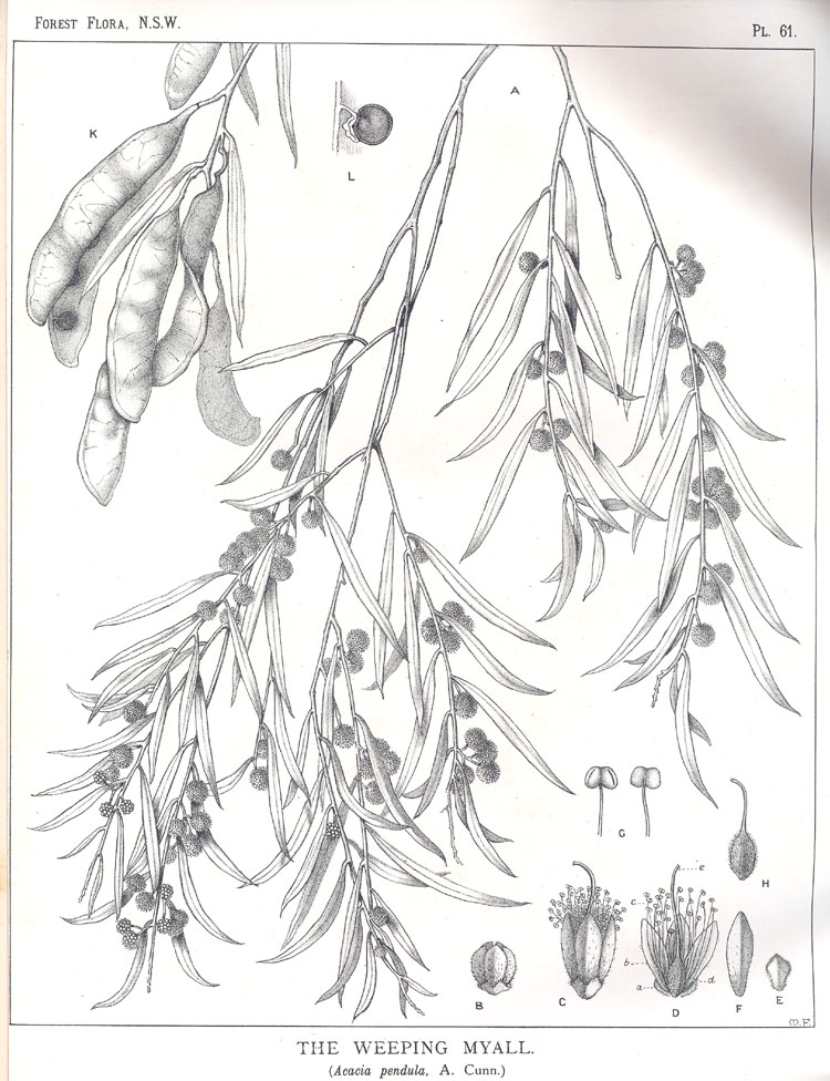 no HD illustration available (m5)