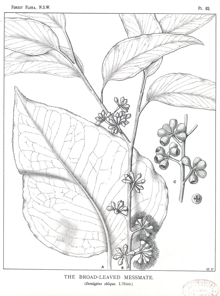 no HD illustration available (m5)