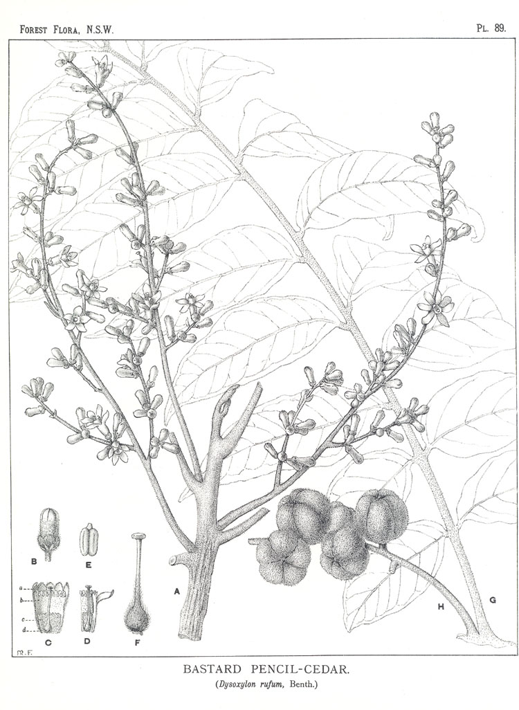 no HD illustration available (m5)
