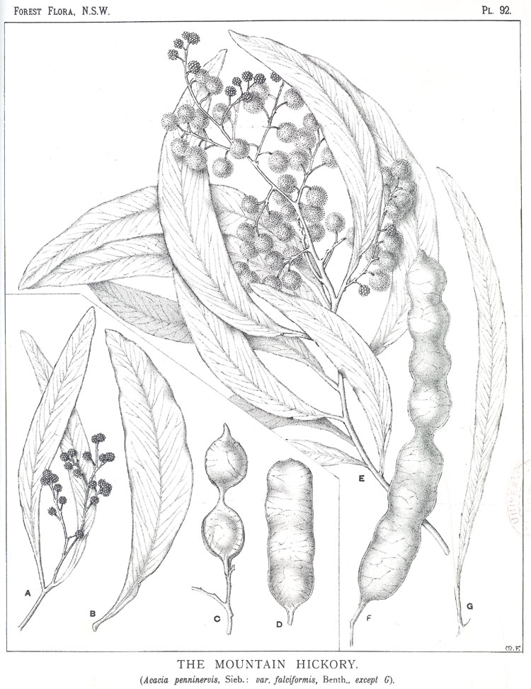 no HD illustration available (m5)