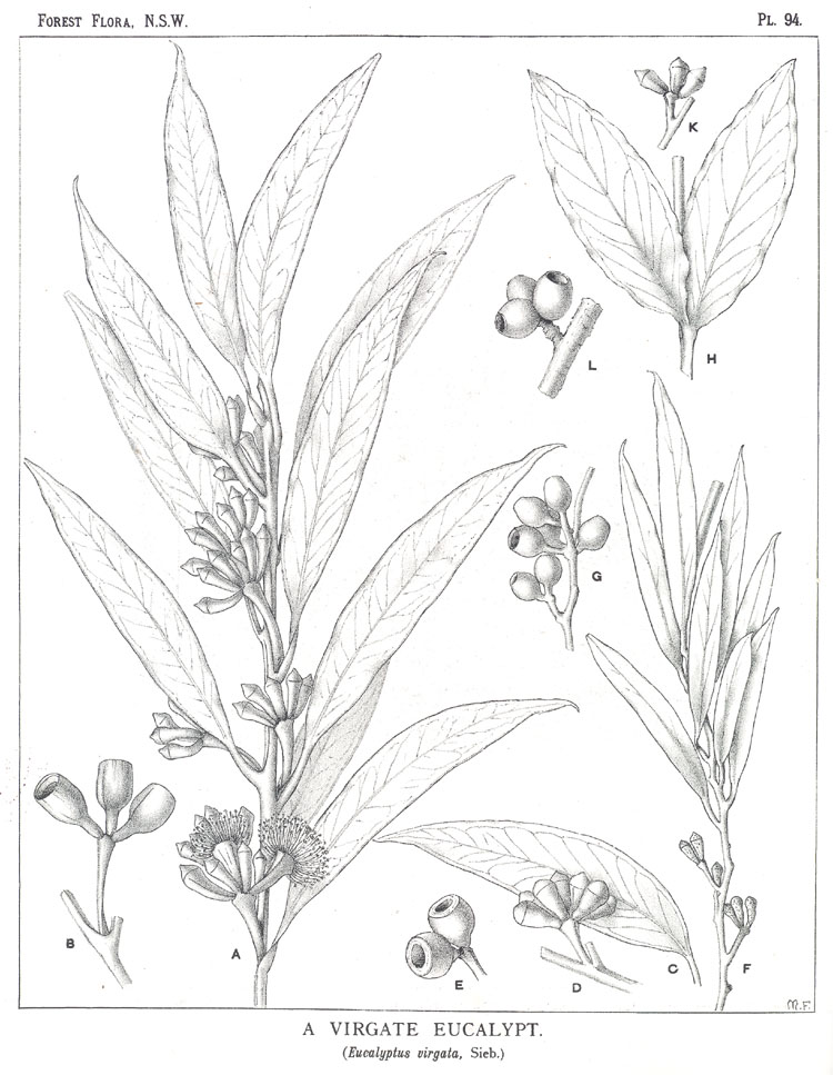 no HD illustration available (m5)