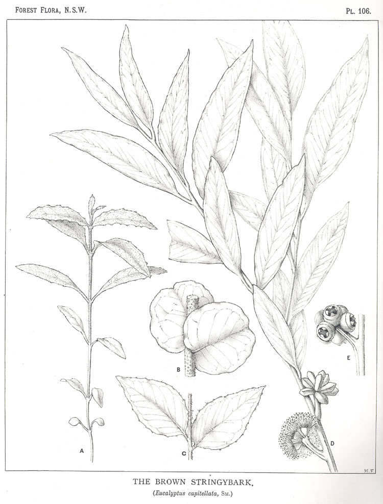 no HD illustration available (m5)