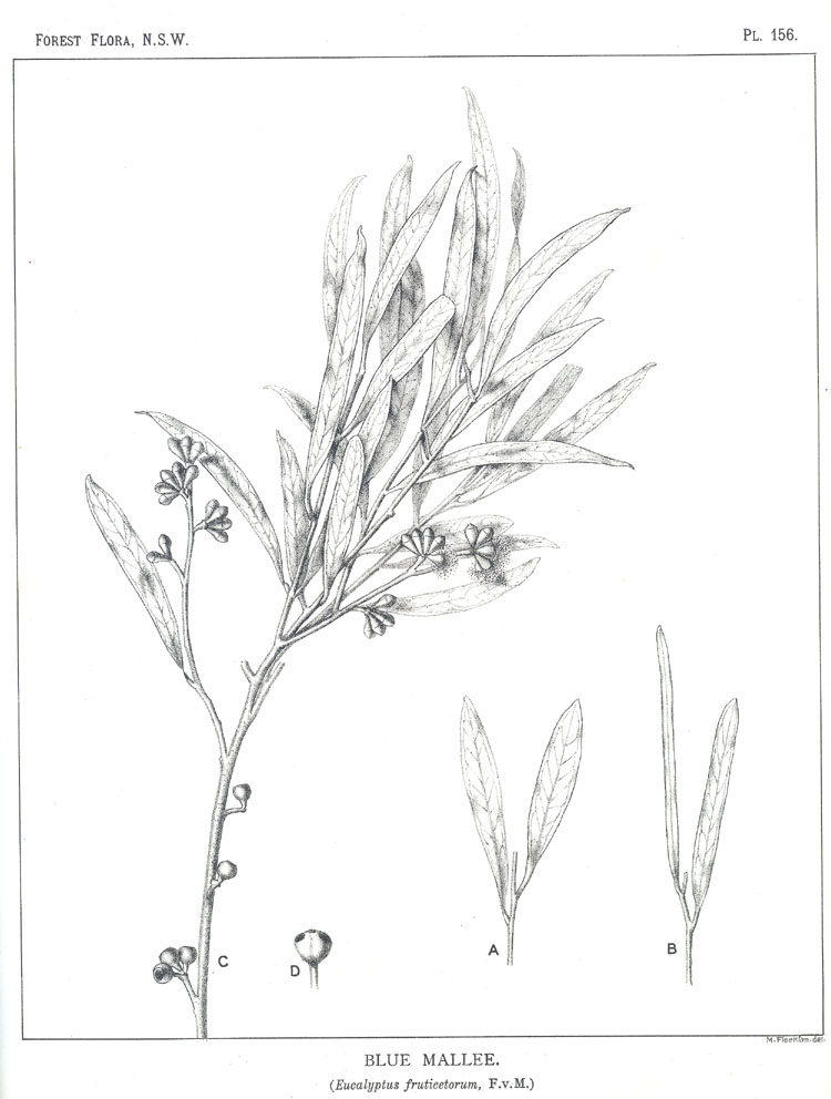 no HD illustration available (m5)