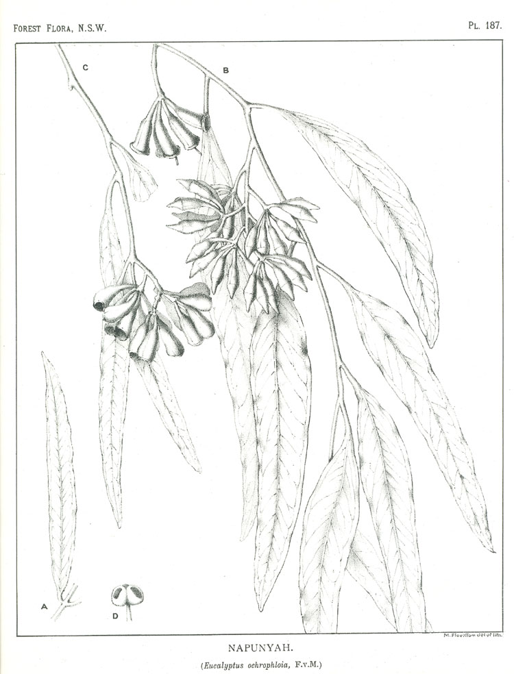 no HD illustration available (m5)