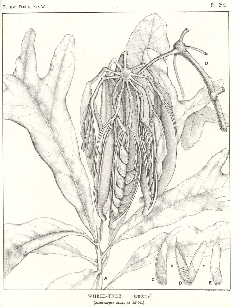 no HD illustration available (m5)