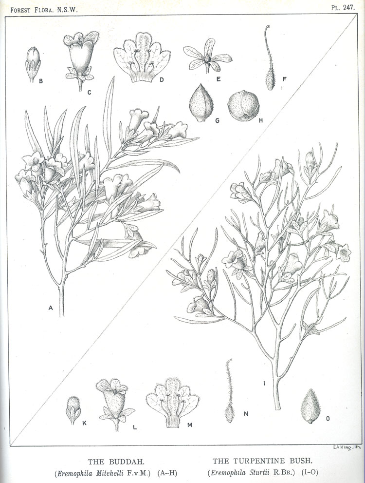 no HD illustration available (m5)