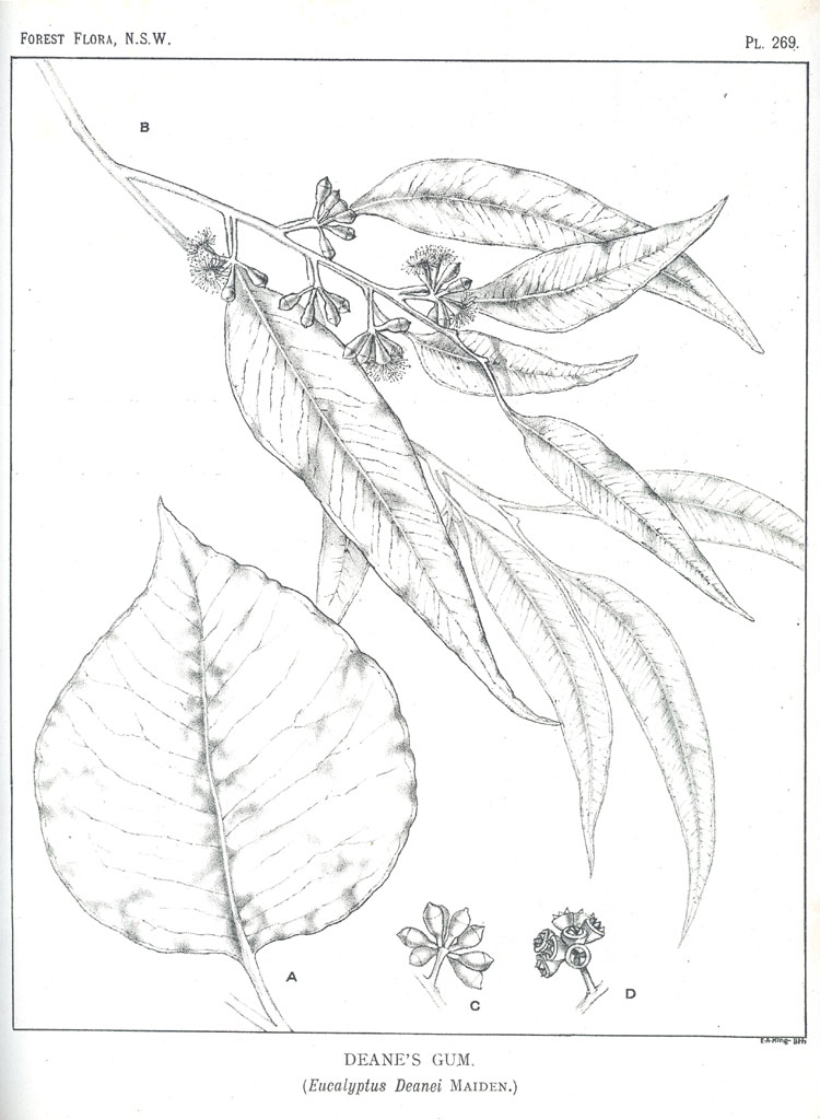 no HD illustration available (m5)