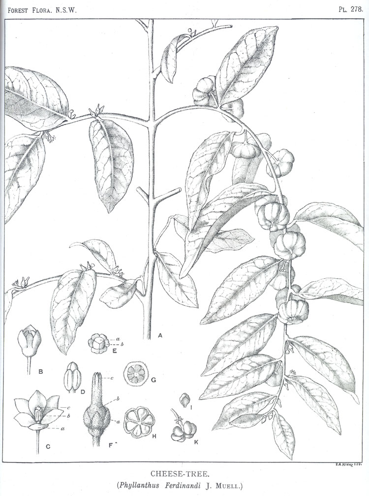 no HD illustration available (m5)