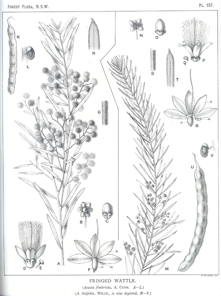 no HD illustration available (m5)