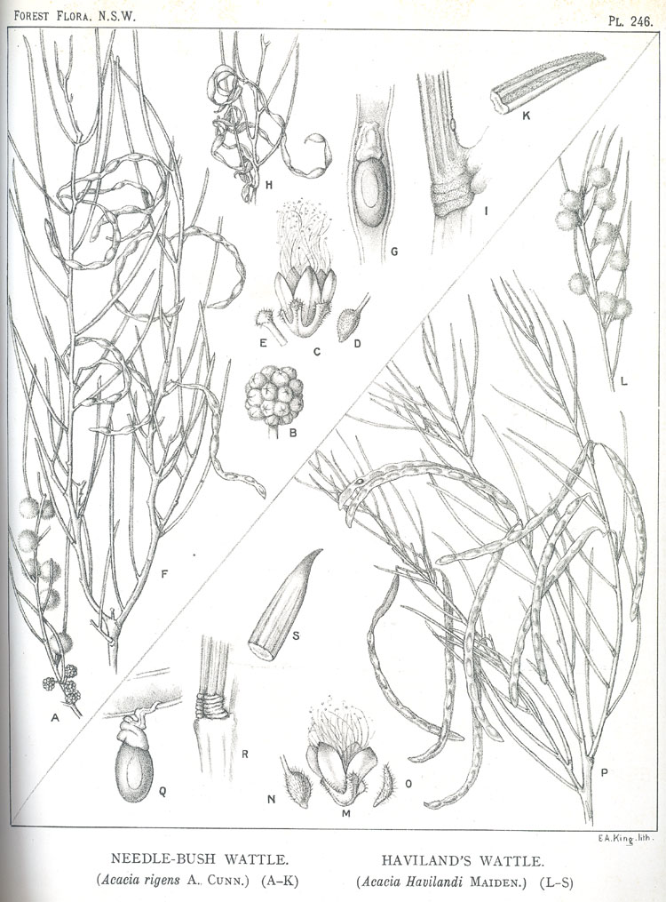 no HD illustration available (m5)