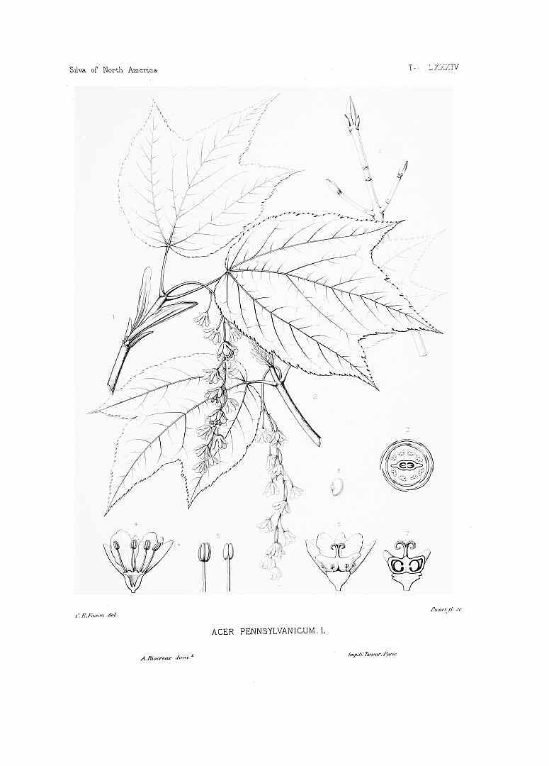 no HD illustration available (m5)