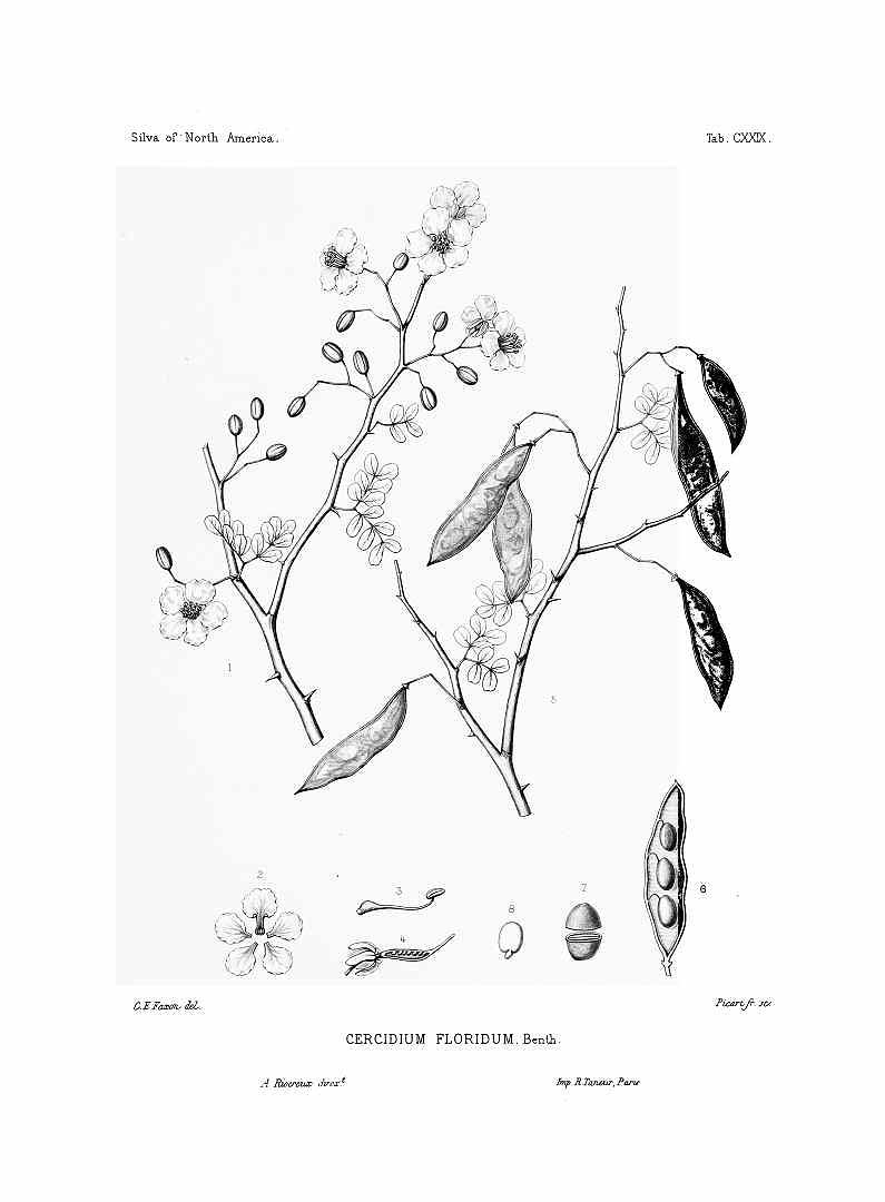 no HD illustration available (m5)