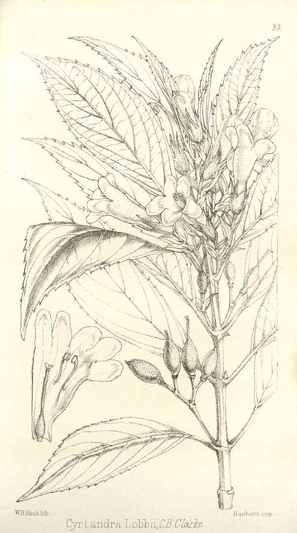 no HD illustration available (m5)