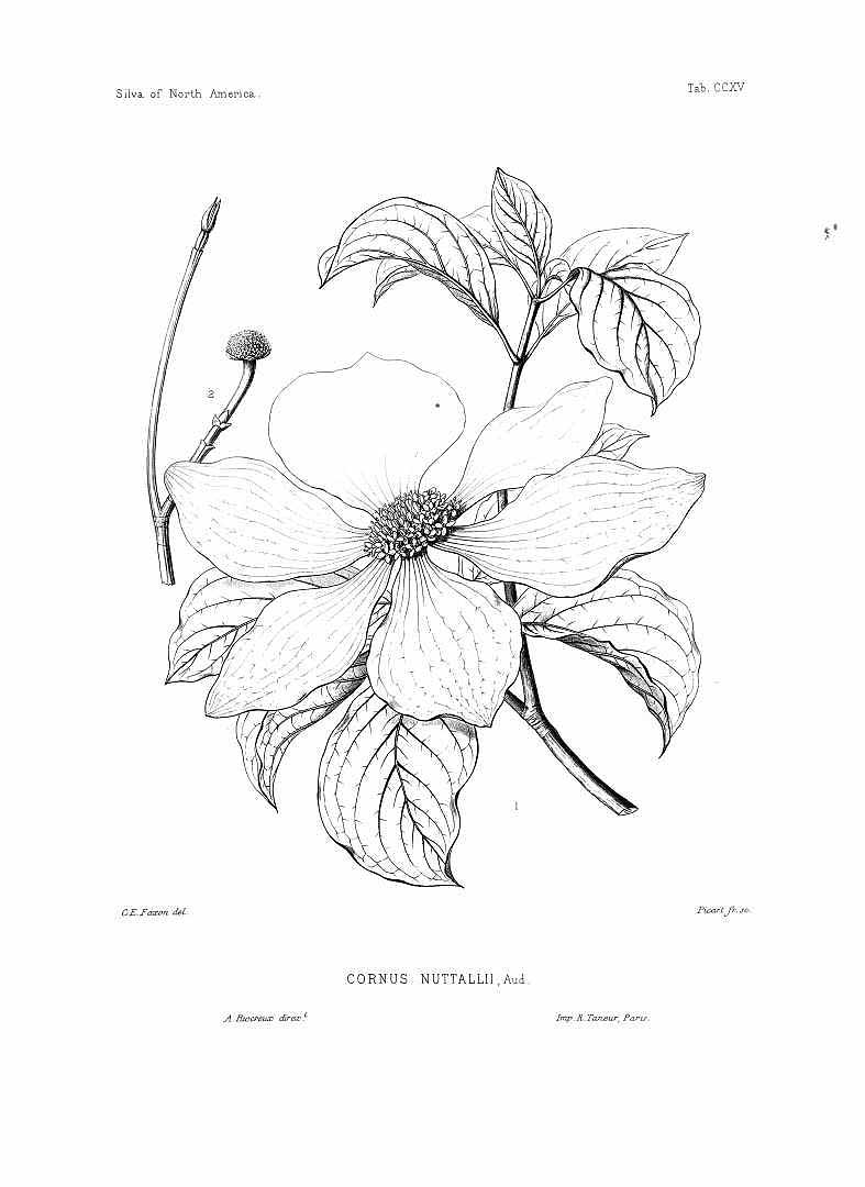 no HD illustration available (m5)