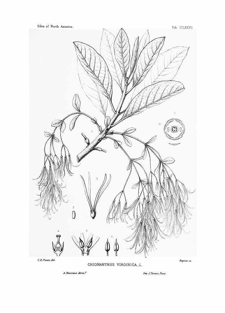 no HD illustration available (m5)
