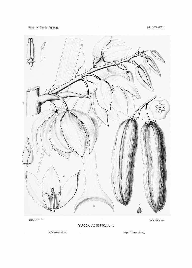 no HD illustration available (m1)