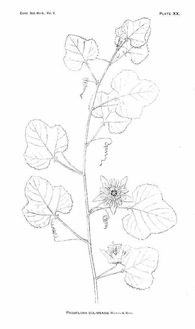 no HD illustration available (m5)