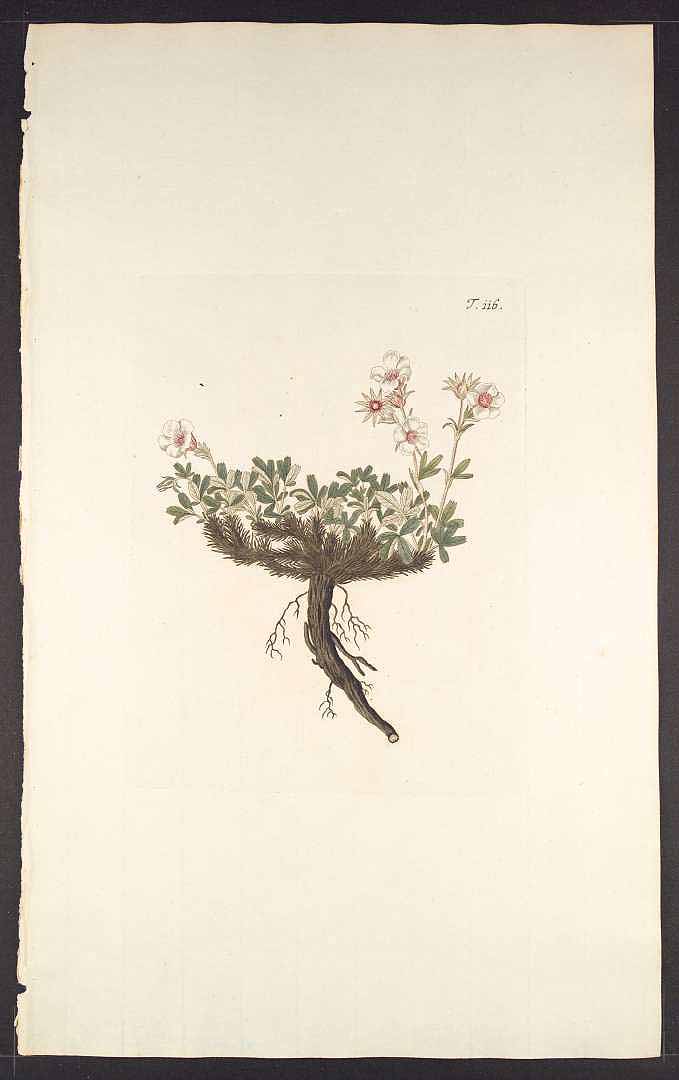 no HD illustration available (m5)