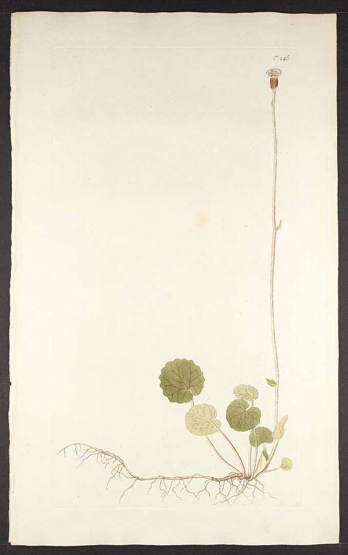 no HD illustration available (m5)