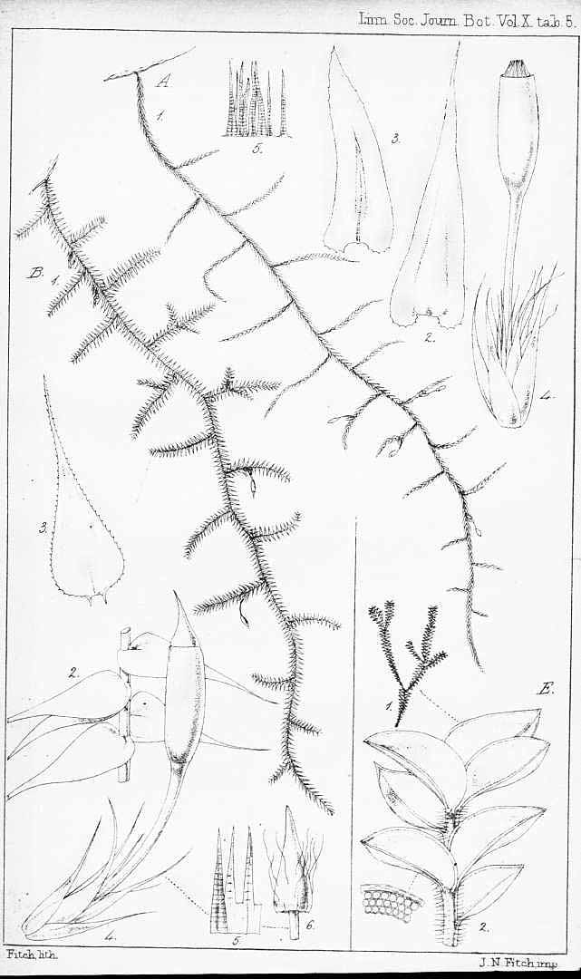 no HD illustration available (m5)