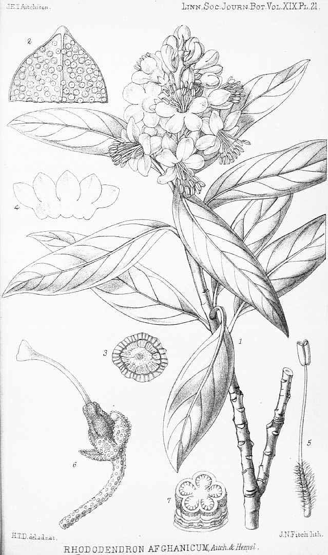 no HD illustration available (m5)