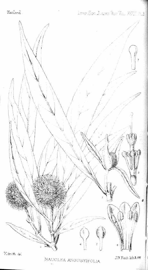 no HD illustration available (m5)