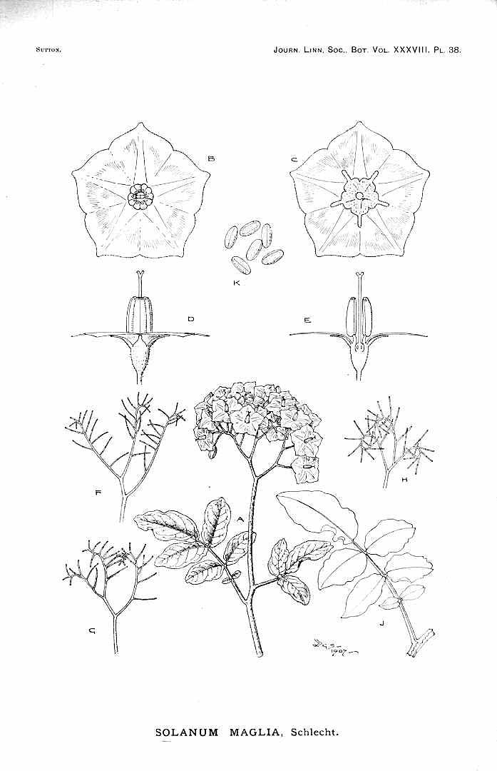 no HD illustration available (m5)