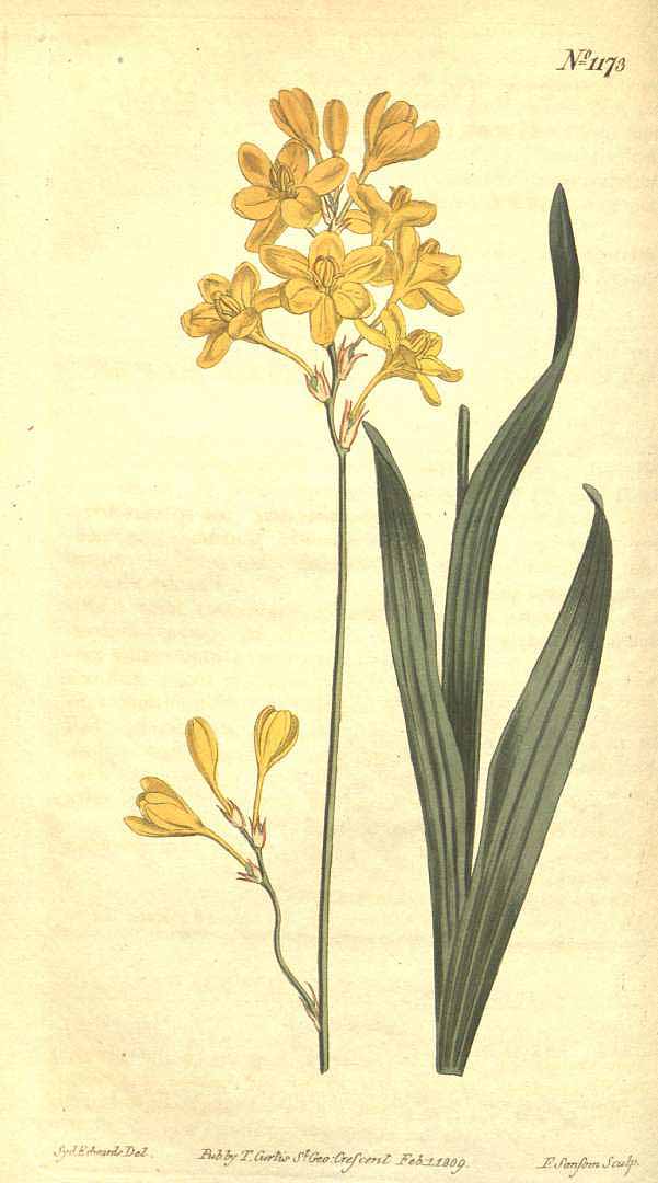no HD illustration available (m5)