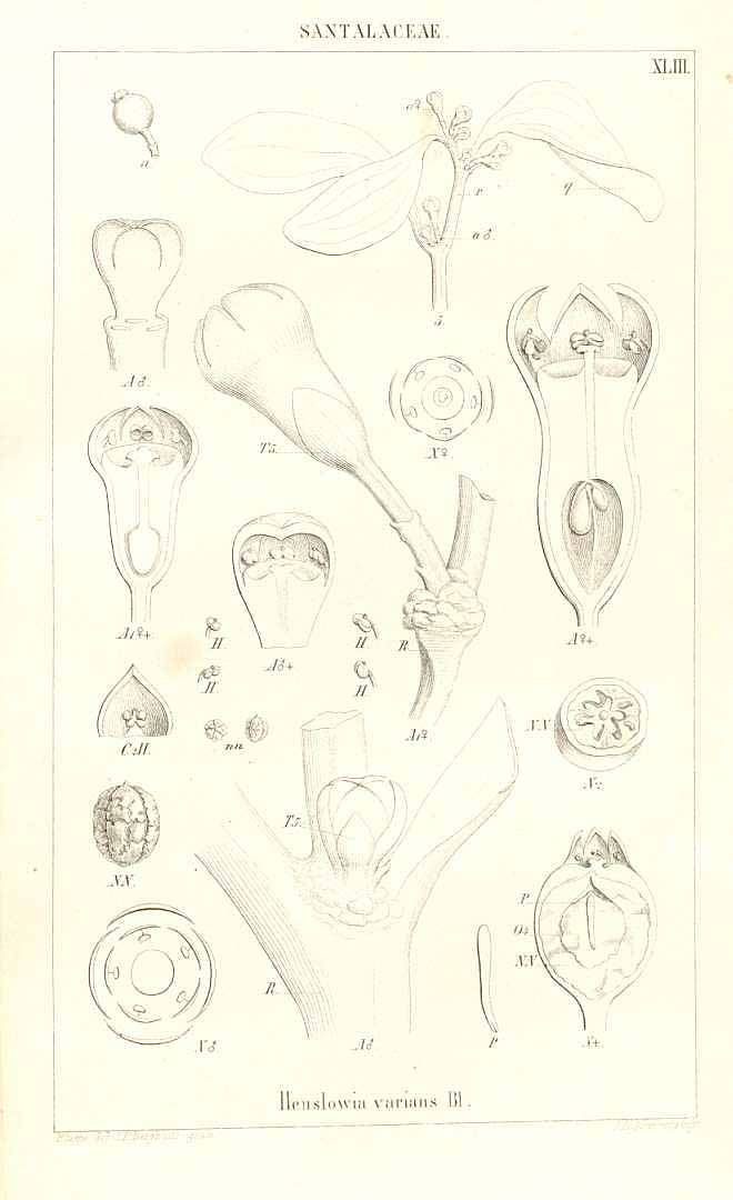 no HD illustration available (m5)