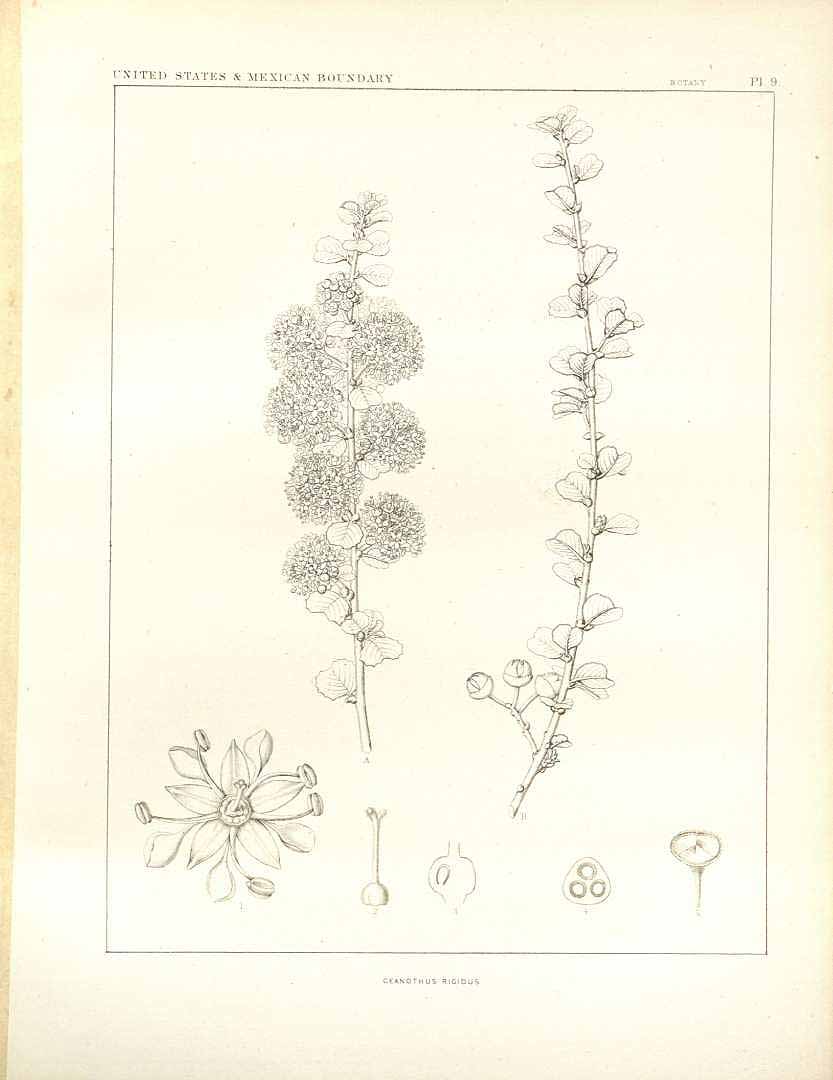 no HD illustration available (m5)