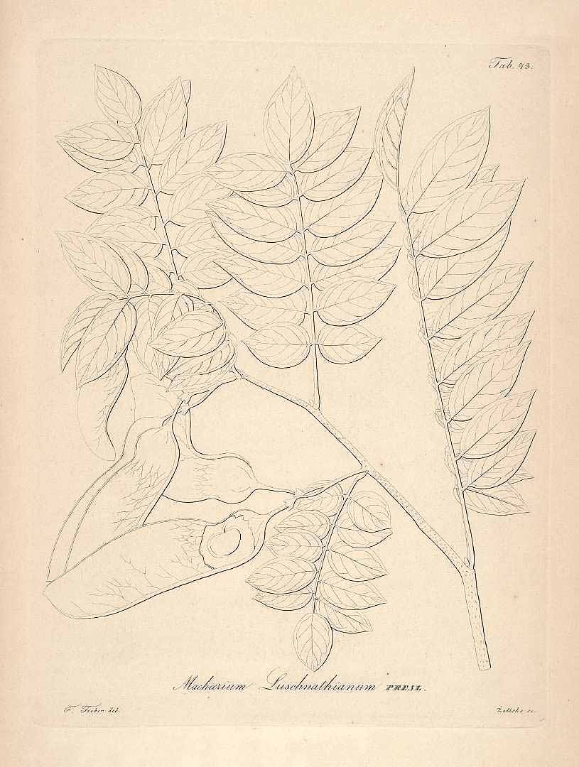 no HD illustration available (m5)