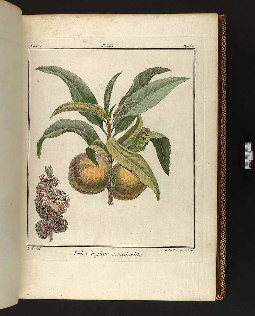 no HD illustration available (m4)