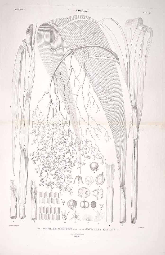 no HD illustration available (m5)