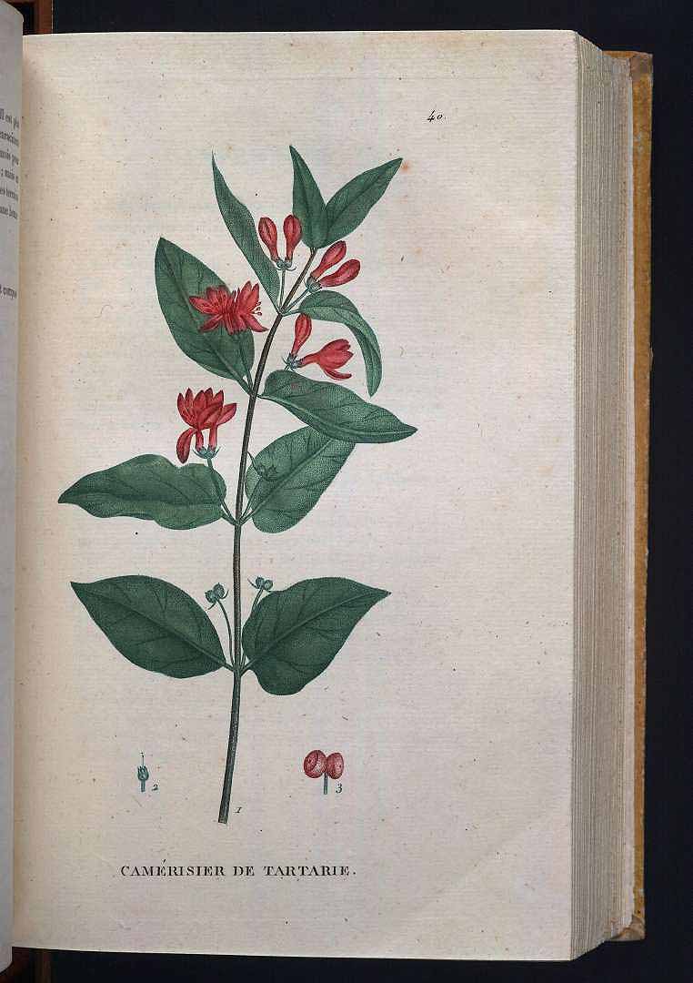 no HD illustration available (m5)