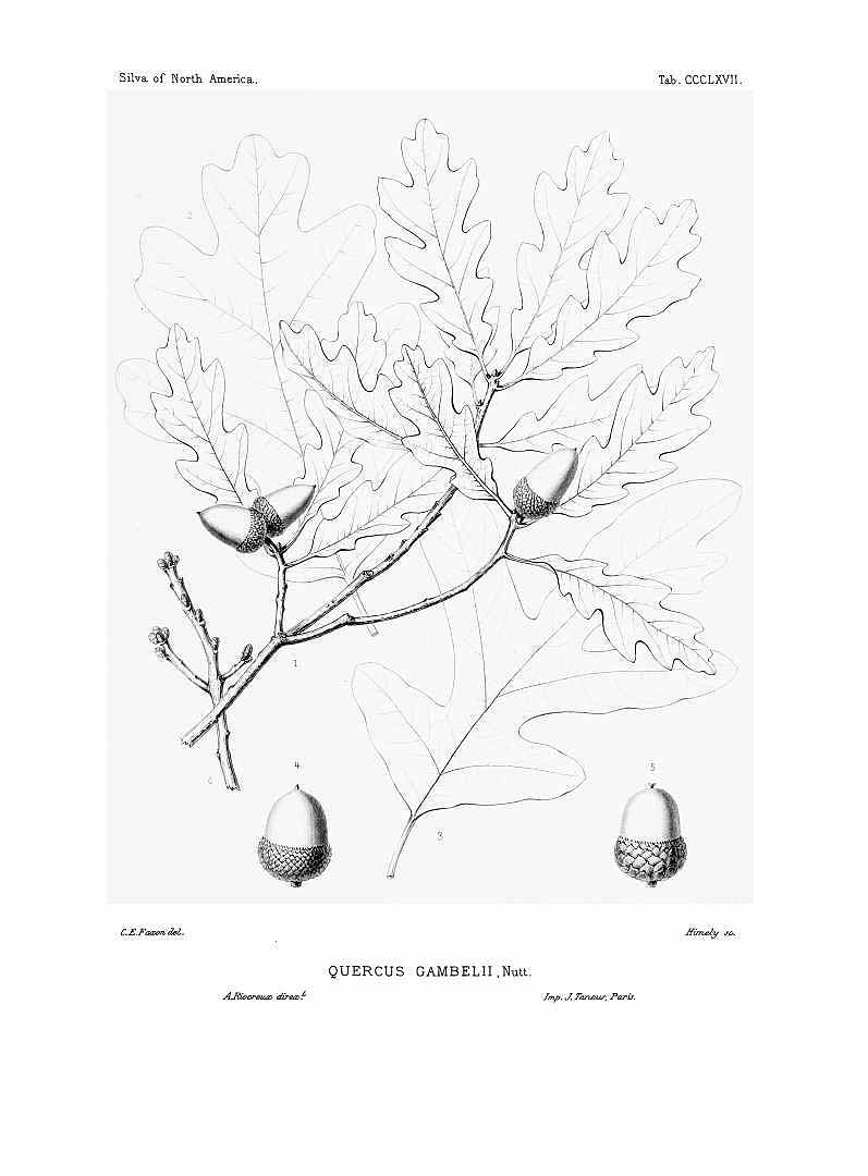 no HD illustration available (m1)