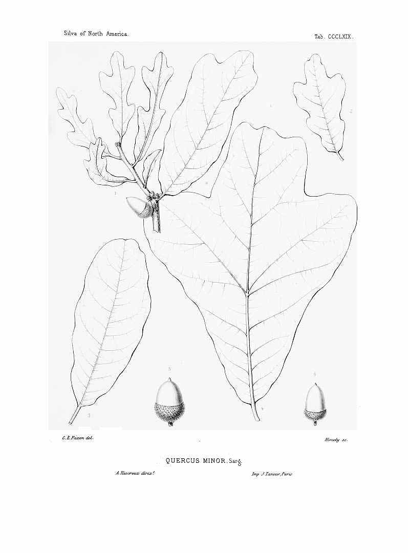 no HD illustration available (m1)