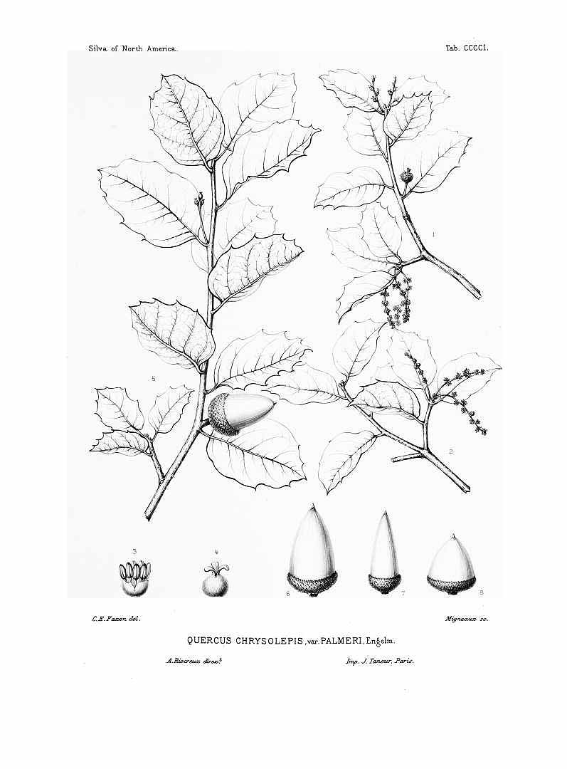 no HD illustration available (m1)